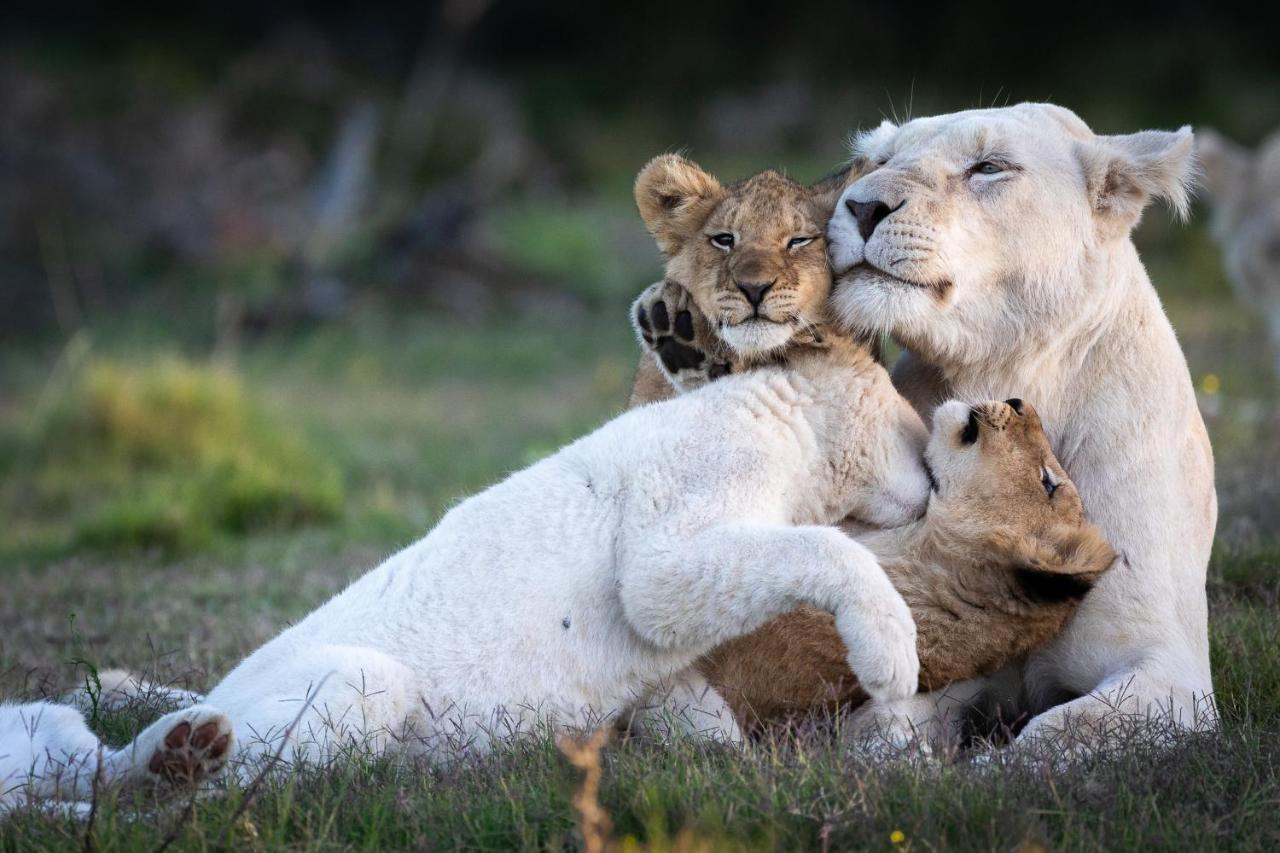 Pumba Private Game Reserve Grahamstown Exterior foto